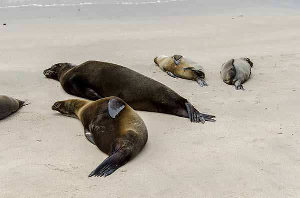 Lobo Marino - isla Santa Fé - islas Galápagos - Ecuador 08.jpg